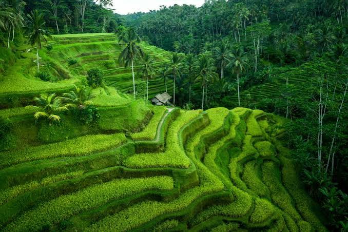 Ubud Highlight Tour (Full Day - 10 Hours)